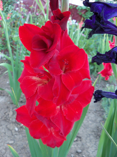 Oscar - GLADIOLE 2012