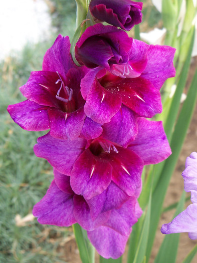 Velvet Eyes - GLADIOLE 2012