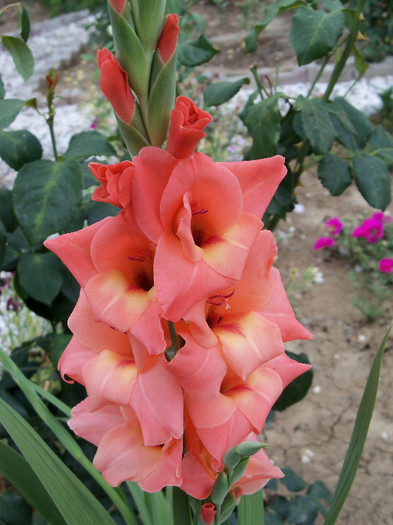 Peter Pears - GLADIOLE 2012