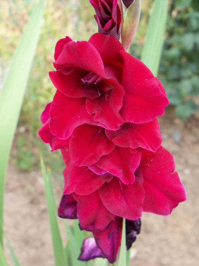 Zorro - GLADIOLE 2012