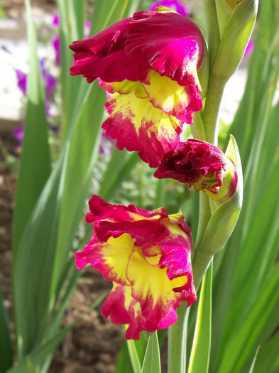 Far West - GLADIOLE 2012