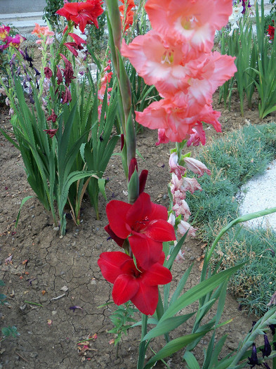 2457980300105256805vFoVDx_fs - GLADIOLE 2012