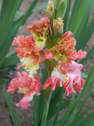 Frizzled Coral Lace - GLADIOLE 2012