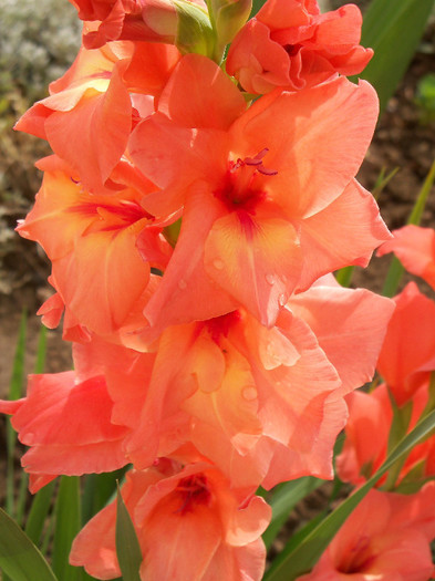 Peter Pears - GLADIOLE 2012