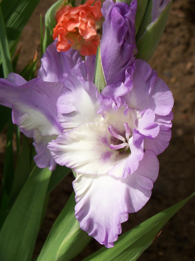 Blue Frost - GLADIOLE 2012