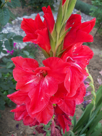 Traderhorn - GLADIOLE 2012