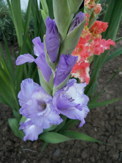Blue Frost - GLADIOLE 2012