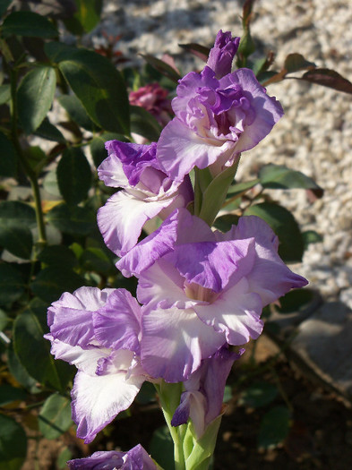 Blue Frost - GLADIOLE 2012