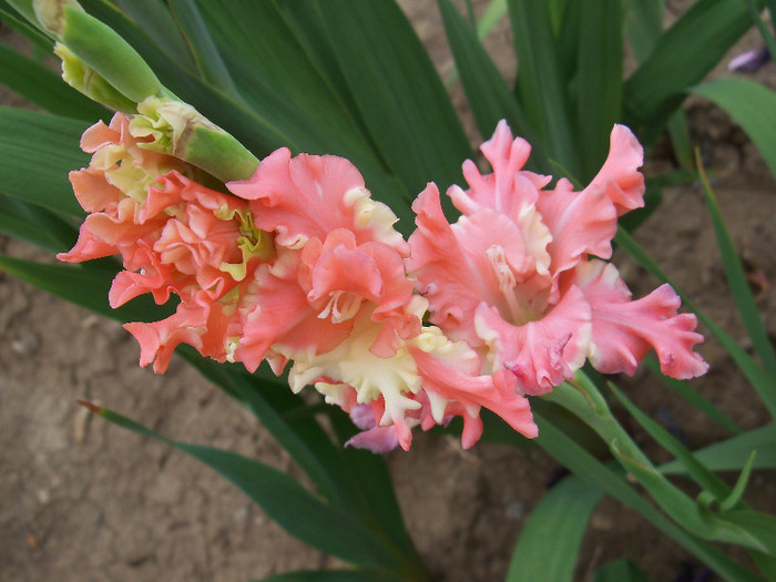 Frizzled Coral Lace - GLADIOLE 2012