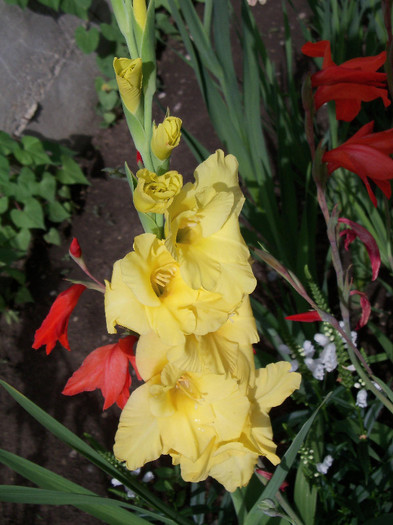 Nova Lux - GLADIOLE 2012