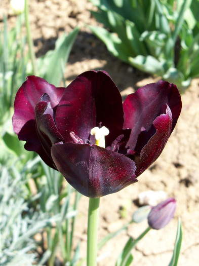 black tulip queen of the night - LALELE 2012