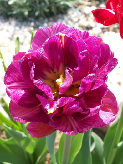 lilac perfection - LALELE 2012