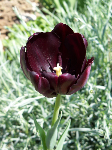 black tulip queen of the night