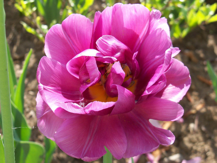 lilac perfection