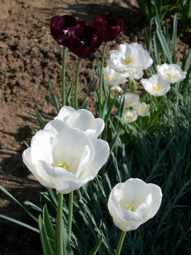 white dream