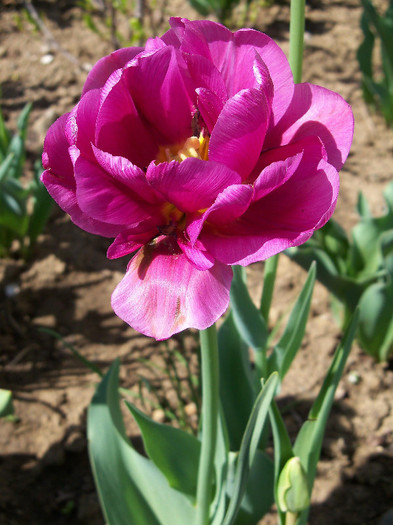 lilac perfection