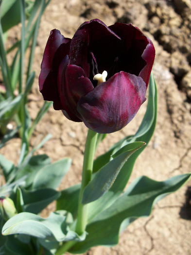 black tulip queen of the night