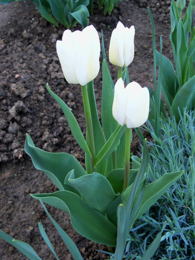 white dream