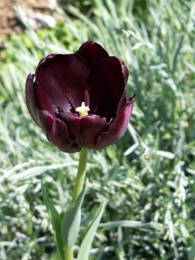black tulip queen of the night
