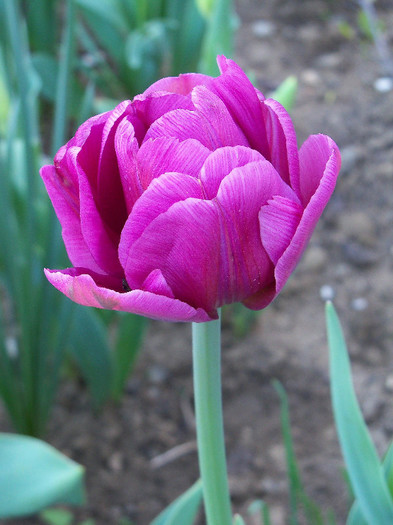 lilac perfection