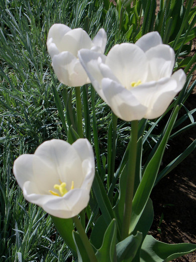 white dream