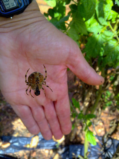 tesea printre rosii - plante  insecte  viata