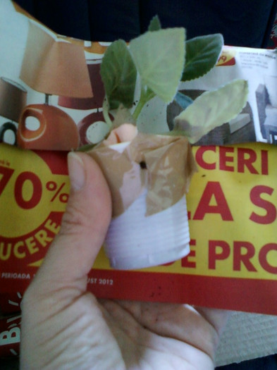 18 oct 2012-flori 011 - primite