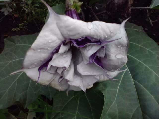 P101012_05.13_[06] - brugmansii si daturi 2012-1