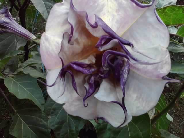 P101012_05.14_[01] - brugmansii si daturi 2012-1