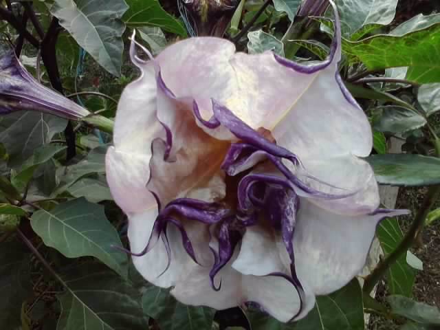 P101012_05.14_[02] - brugmansii si daturi 2012-1