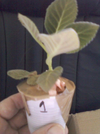 18 oct 2012-flori 002 - primite