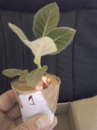 multumesc corina(luk20)