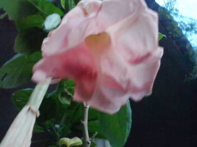 P131012_07.59 - brugmansii si daturi 2012-1