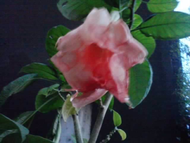 P131012_07.59_[01] - brugmansii si daturi 2012-1