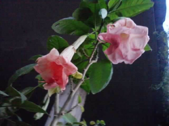 P131012_07.59_[02] - brugmansii si daturi 2012-1