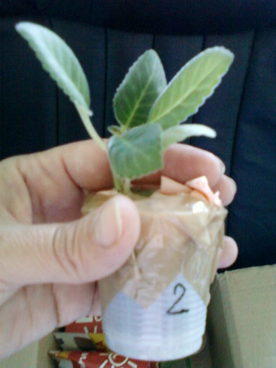 18 oct 2012-flori 007