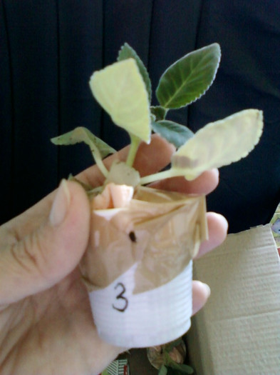 18 oct 2012-flori 016