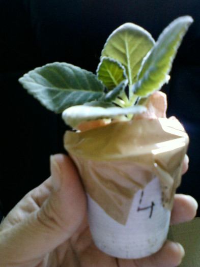 multumesc corina(luk20)