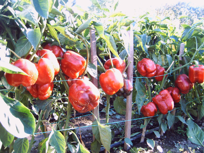 IMG00058; Ardei gras rosu urias 2012 (soiuri nu hibrizi)
