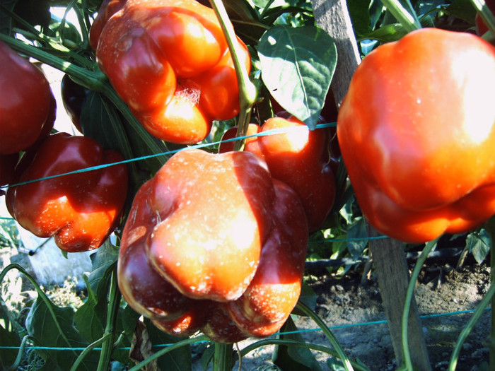 IMG00061; Ardei gras rosu urias ( poza e facuta dupa ploaie si nsint murdari de praf)
