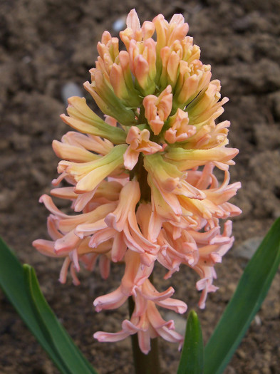 hyacinthus orientalis gipsy queen - ZAMBILE 2012 si 2013