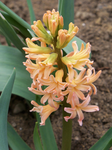 hyacinthus orientalis gipsy queen - ZAMBILE 2012 si 2013