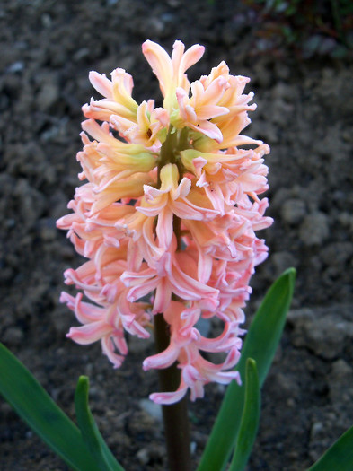 hyacinthus orientalis gipsy queen - ZAMBILE 2012 si 2013