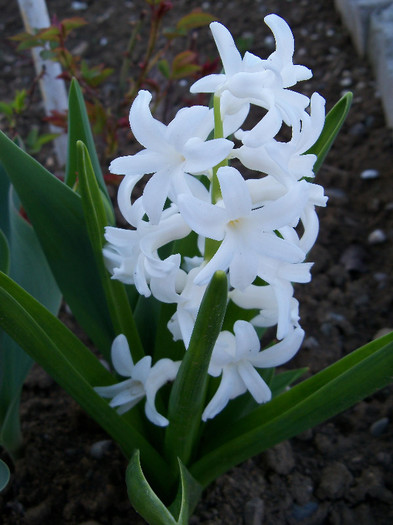 hyacinthus orientalis carnegie - ZAMBILE 2012 si 2013