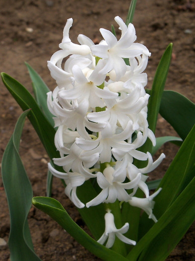 hyacinthus orientalis carnegie - ZAMBILE 2012 si 2013