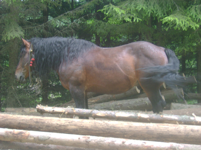 DSC03860 - VALEA SEBESULUI