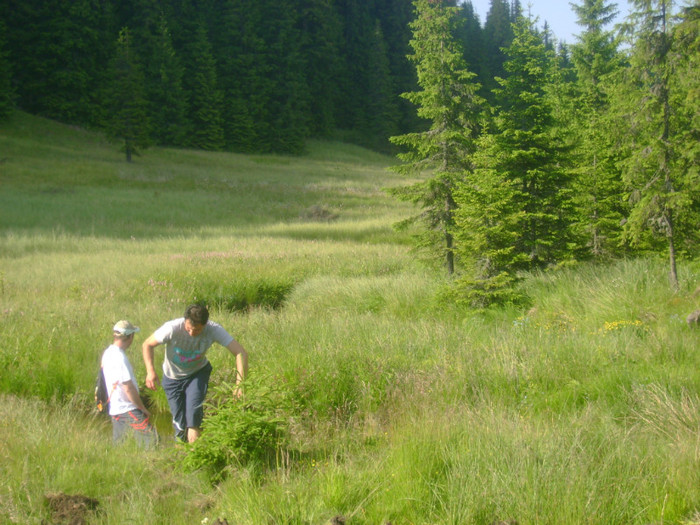 DSC03893 - VALEA SEBESULUI