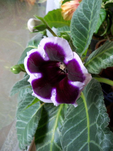 2437302960105256805HXtEcF_fs - GLOXINIA 2012 SI 2013