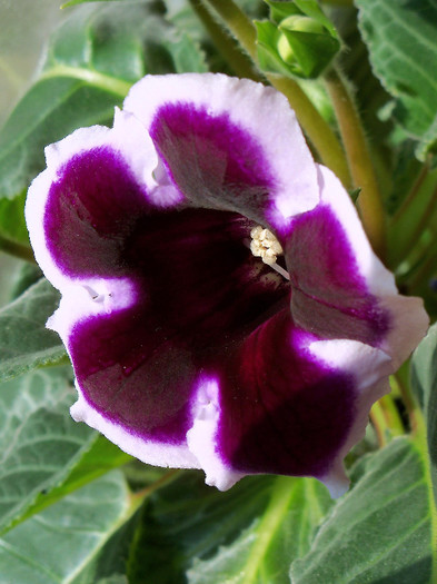 2593859410105256805JxqPWc_fs - GLOXINIA 2012 SI 2013