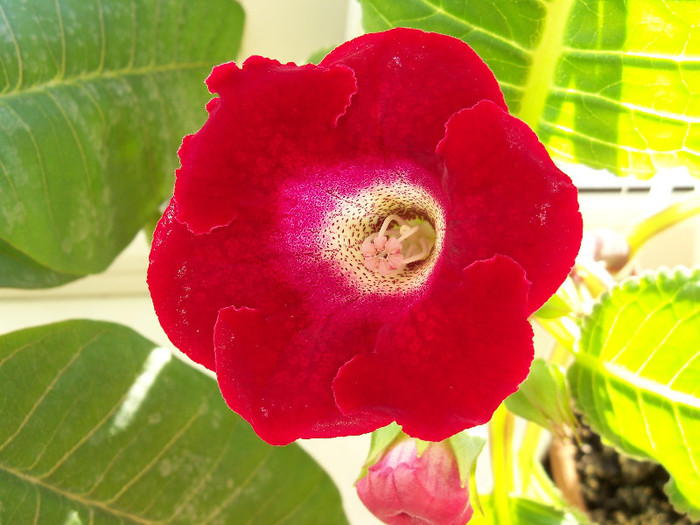 2315963390105256805OKEulY_fs - GLOXINIA 2012 SI 2013